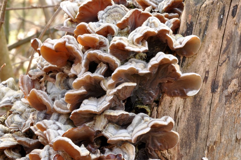 8 marzo festa dei marzuoli.