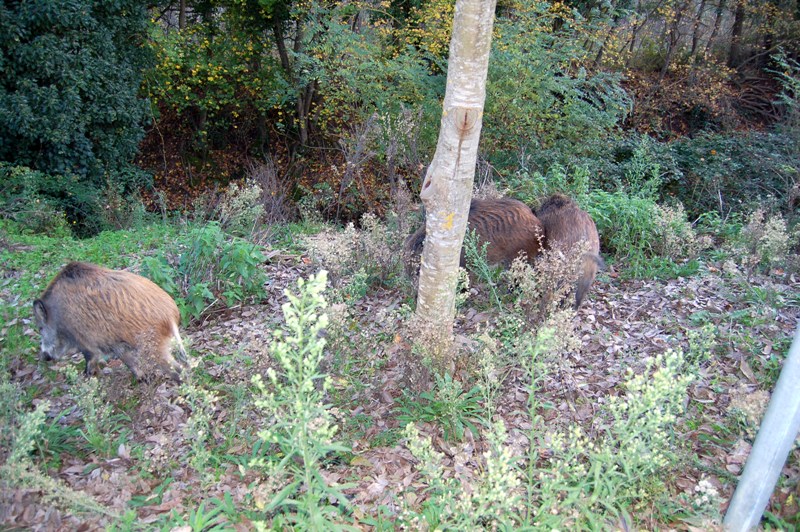 Cortinari maremmani.