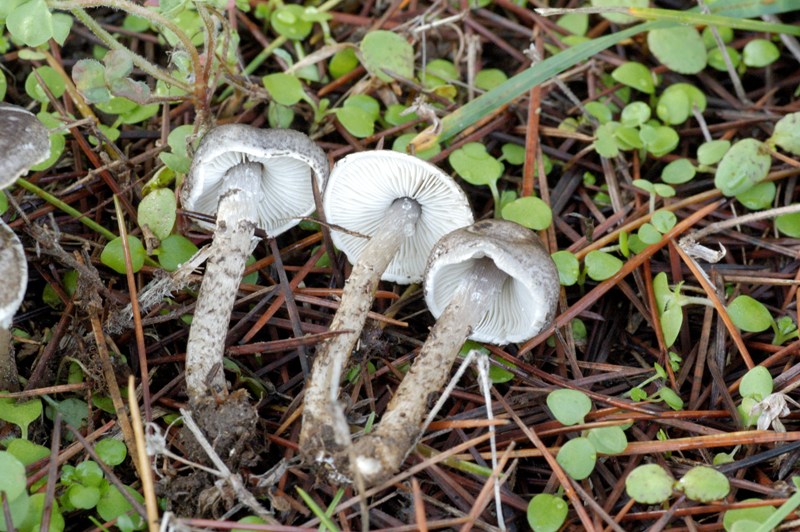 Ritrovamenti sotto cedro.