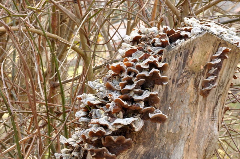 8 marzo festa dei marzuoli.