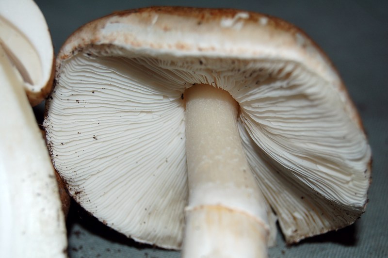 Leucoagaricus? (cfr. L. litoralis/ L. sublitoralis)