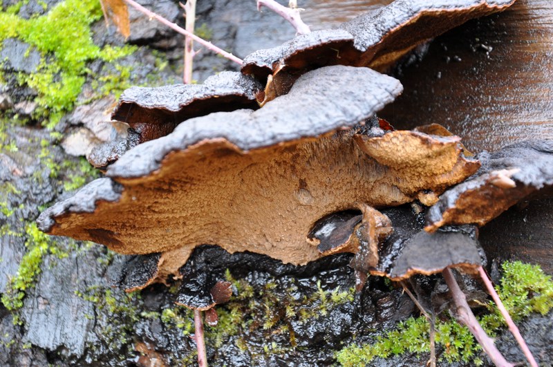 Aphyllophorales invernali.