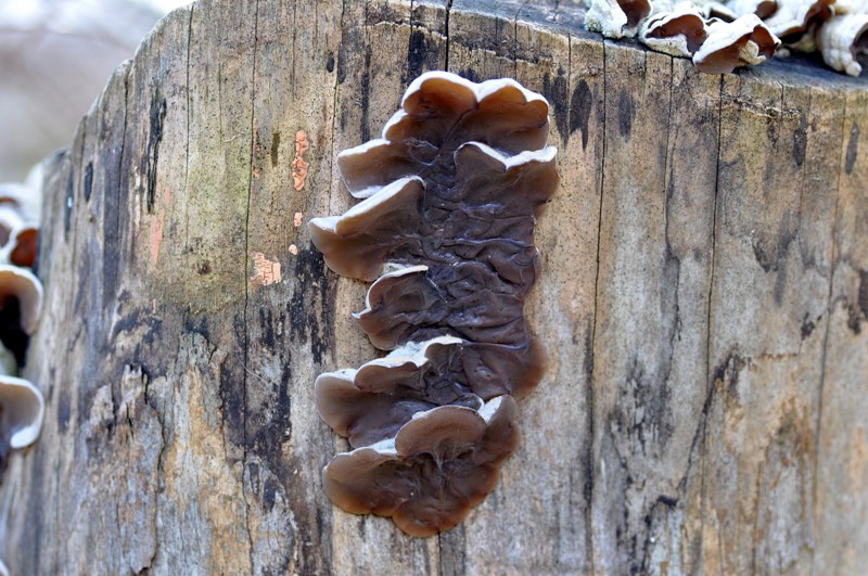 8 marzo festa dei marzuoli.