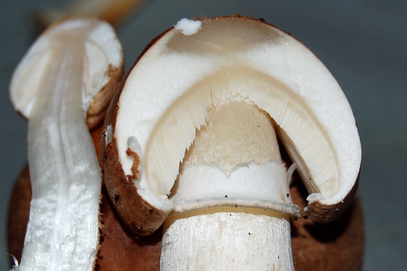 Leucoagaricus? (cfr. L. litoralis/ L. sublitoralis)