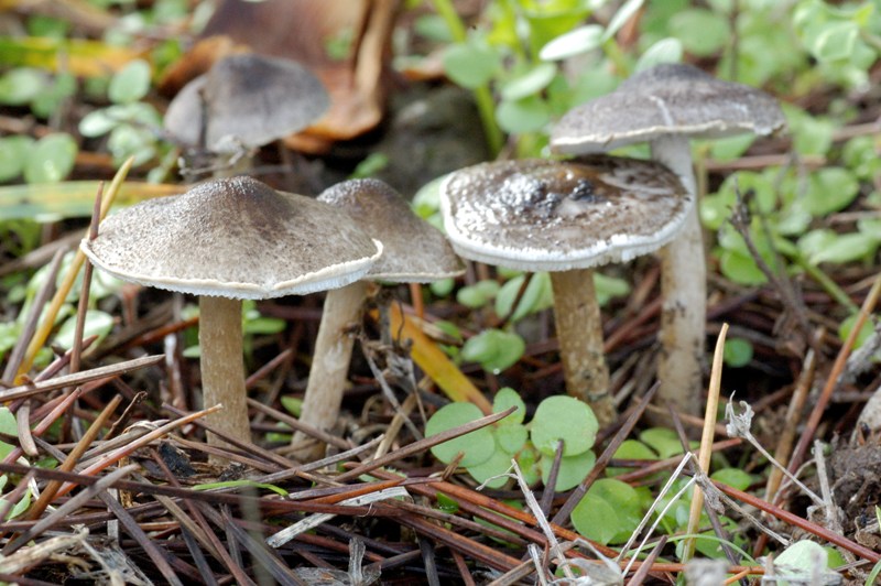 Ritrovamenti sotto cedro.