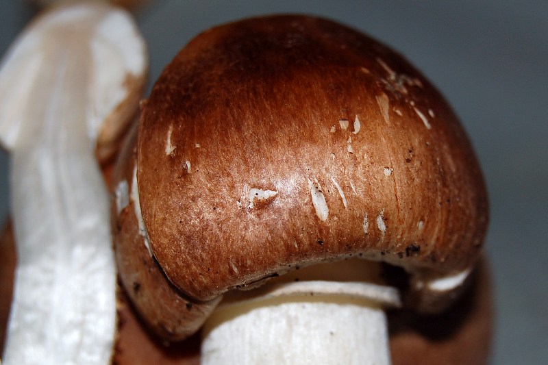 Leucoagaricus? (cfr. L. litoralis/ L. sublitoralis)