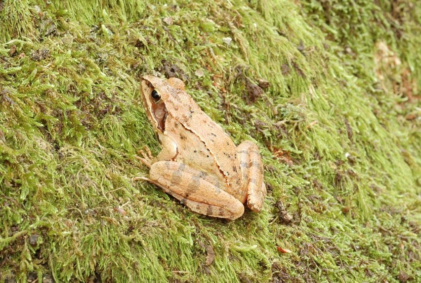 Rana nel bosco. - Rana dalmatina
