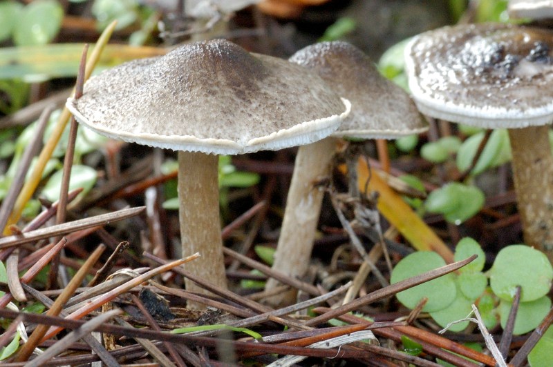 Ritrovamenti sotto cedro.
