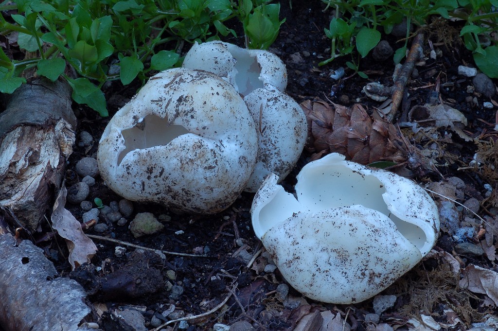 Sarcosphaera coronaria var. nivea