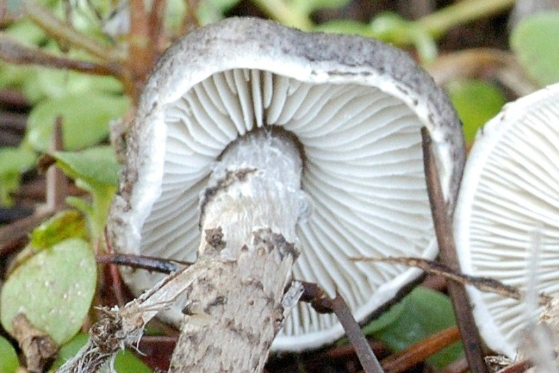 Ritrovamenti sotto cedro.