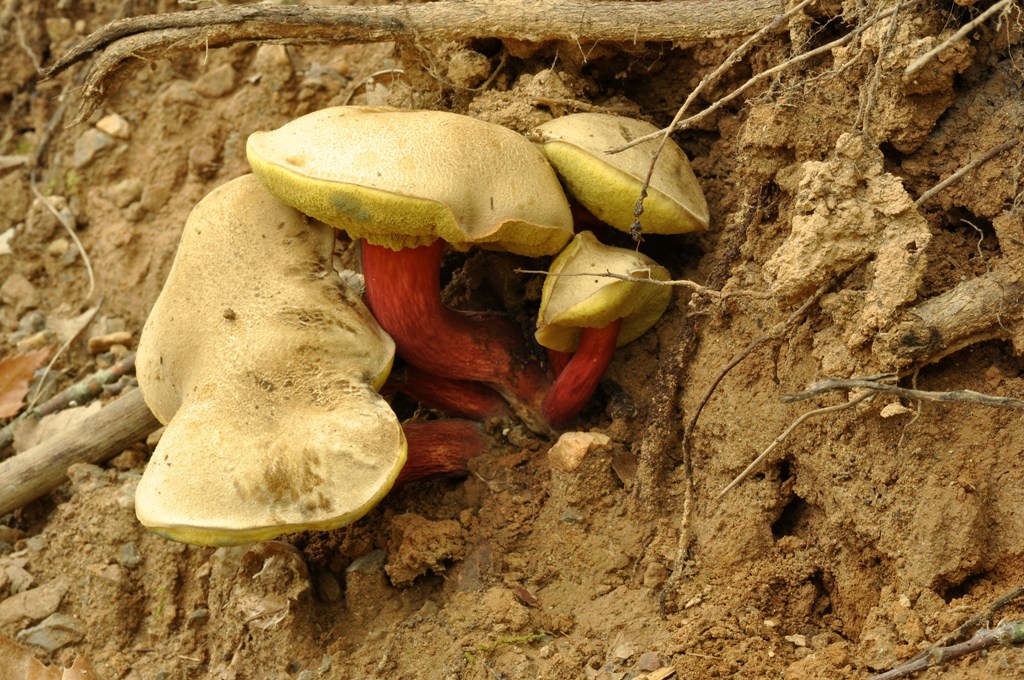 Xerocomus molto bello.