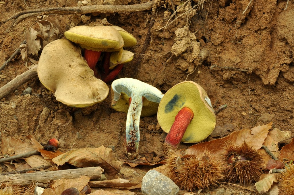 Xerocomus molto bello.