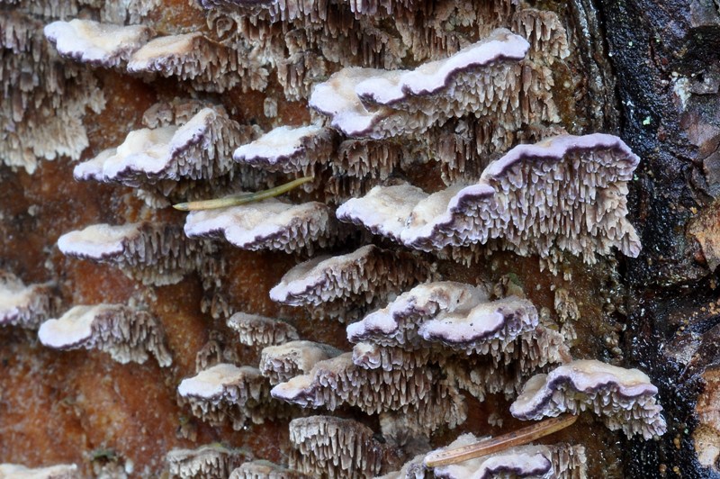 Imenio viola. (Trichaptum fuscoviolaceum)