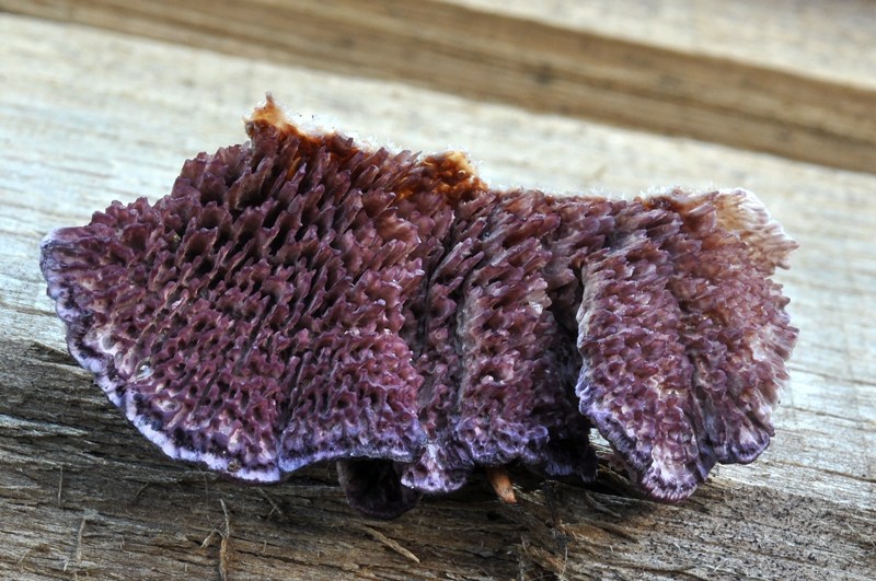 Imenio viola. (Trichaptum fuscoviolaceum)