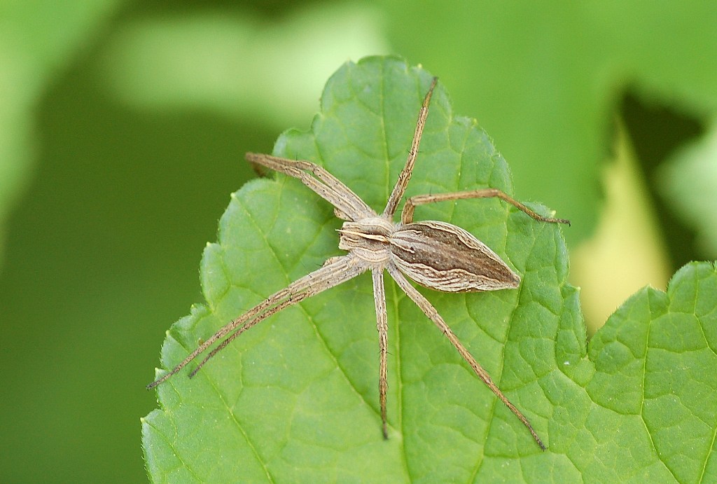 Pisaura mirabilis
