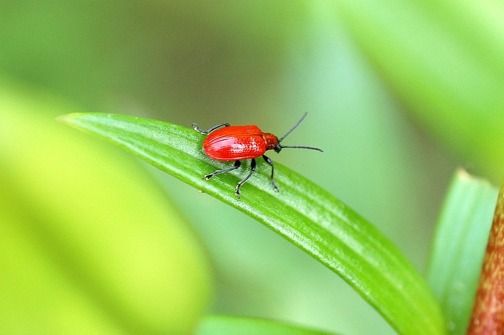 Lilioceris lilii
