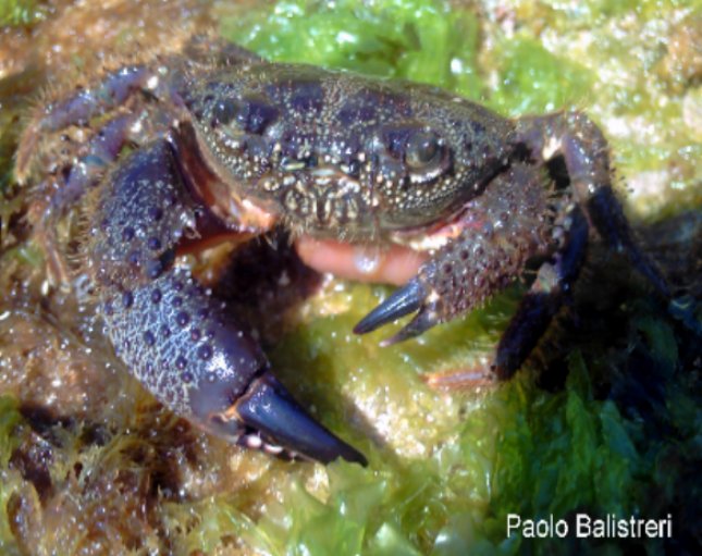 Eriphia verrucosa (Forsskl,1775)
