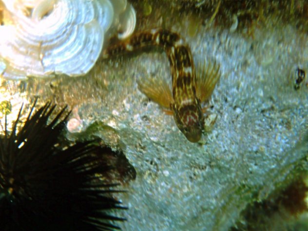 Identificazione blennide (Lipophrys canevai)