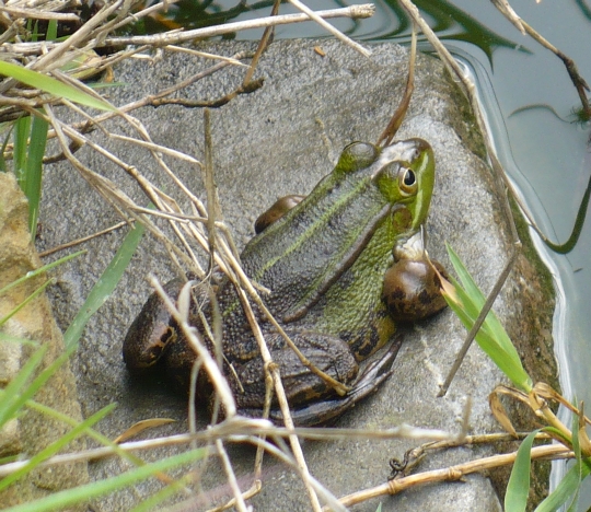 Determinazione anfibio - Pelophylax cfr. ridibundus (Asti)