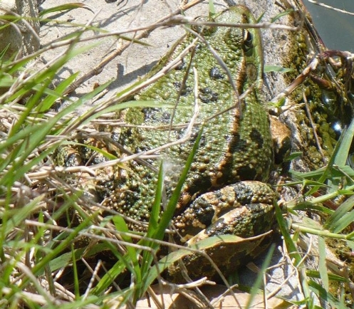 Determinazione anfibio - Pelophylax cfr. ridibundus (Asti)