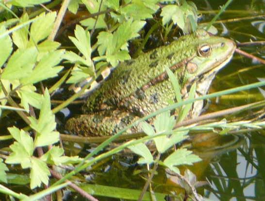 Determinazione anfibio - Pelophylax cfr. ridibundus (Asti)