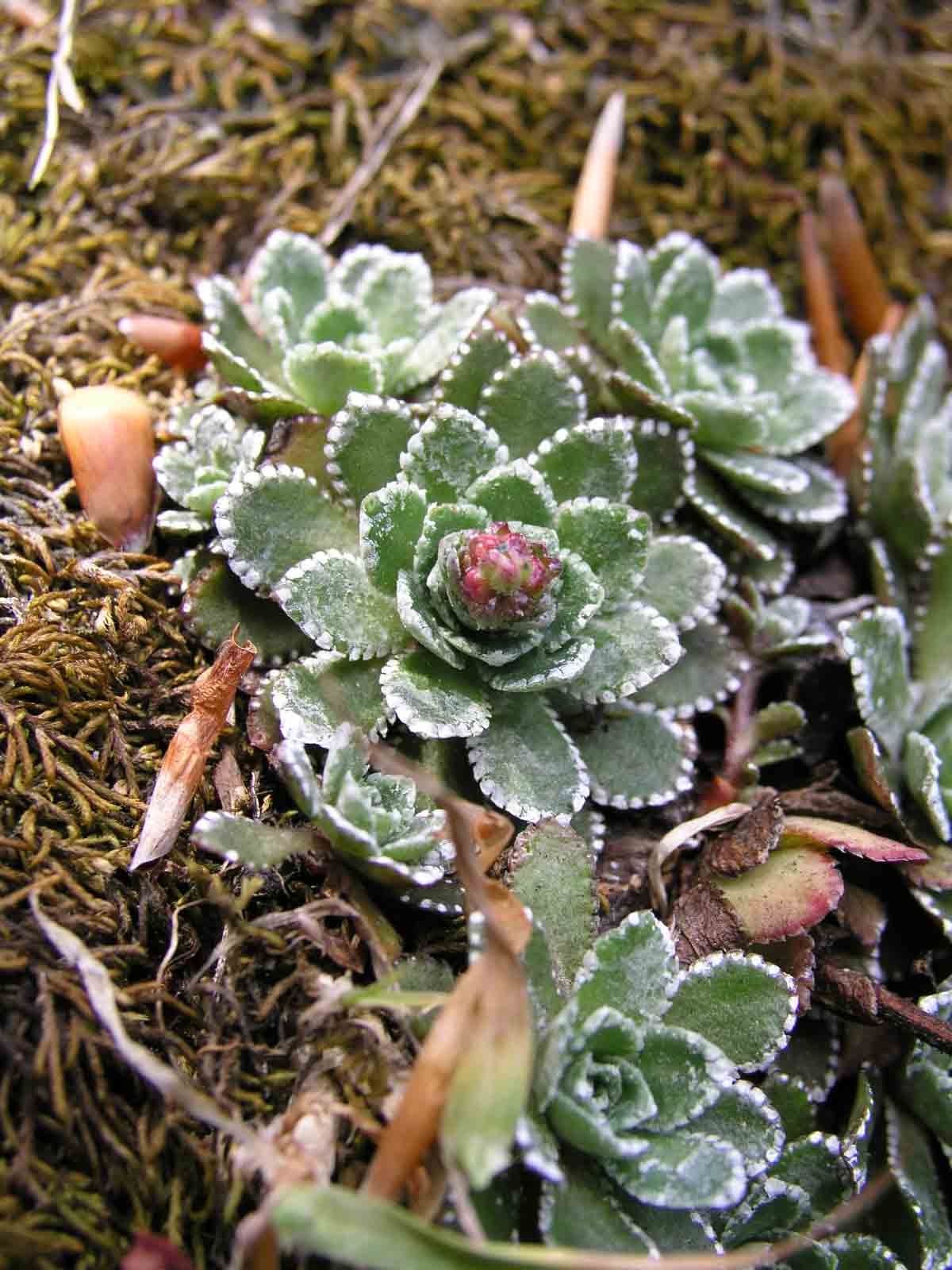 Saxifraga paniculata / Sassifraga alpina