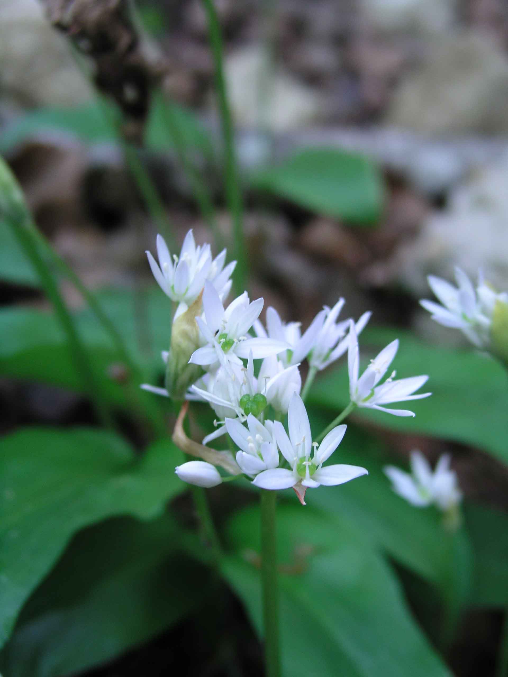 Allium roseum / Aglio roseo
