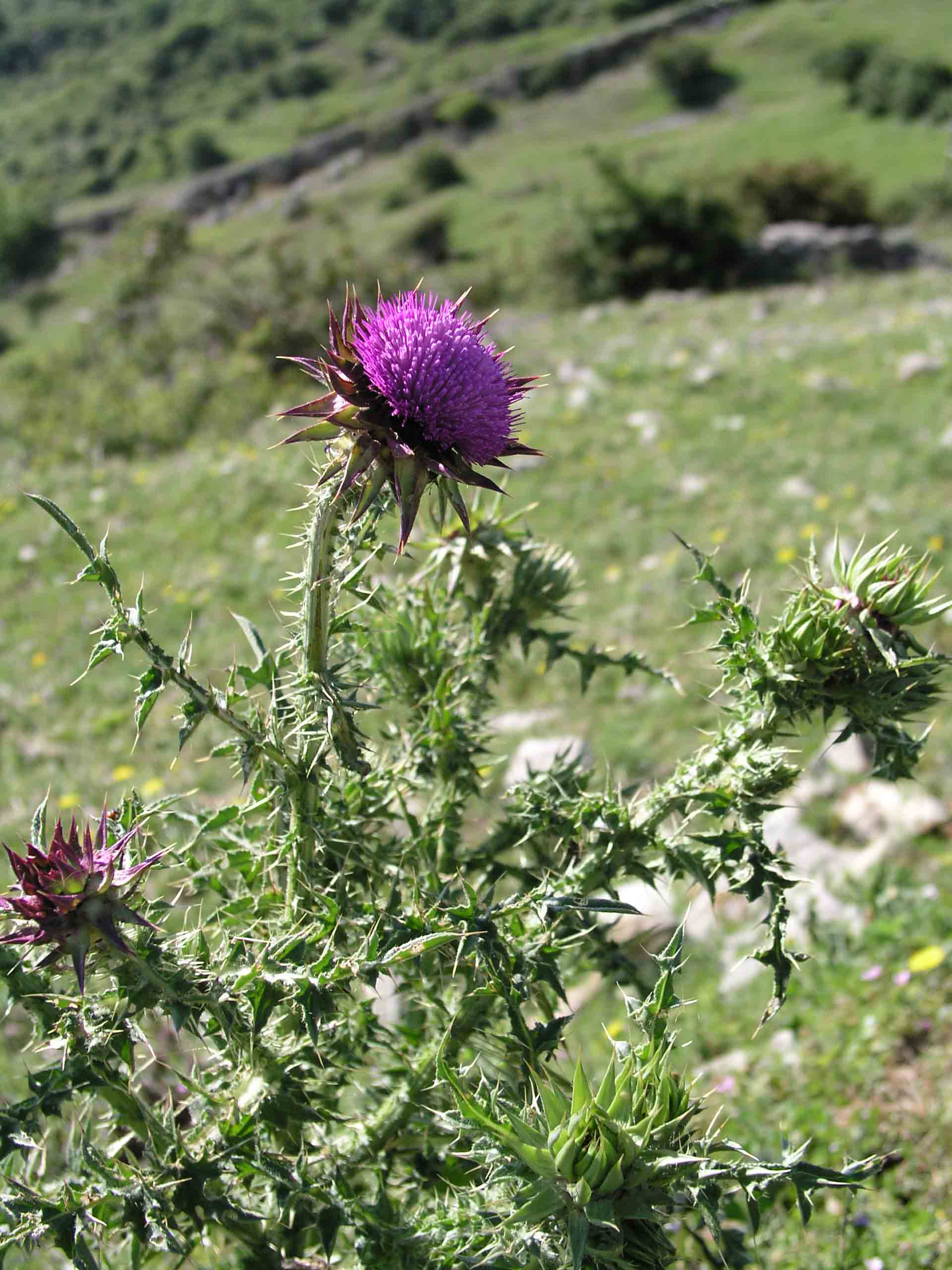Carduus nutans / Cardo rosso