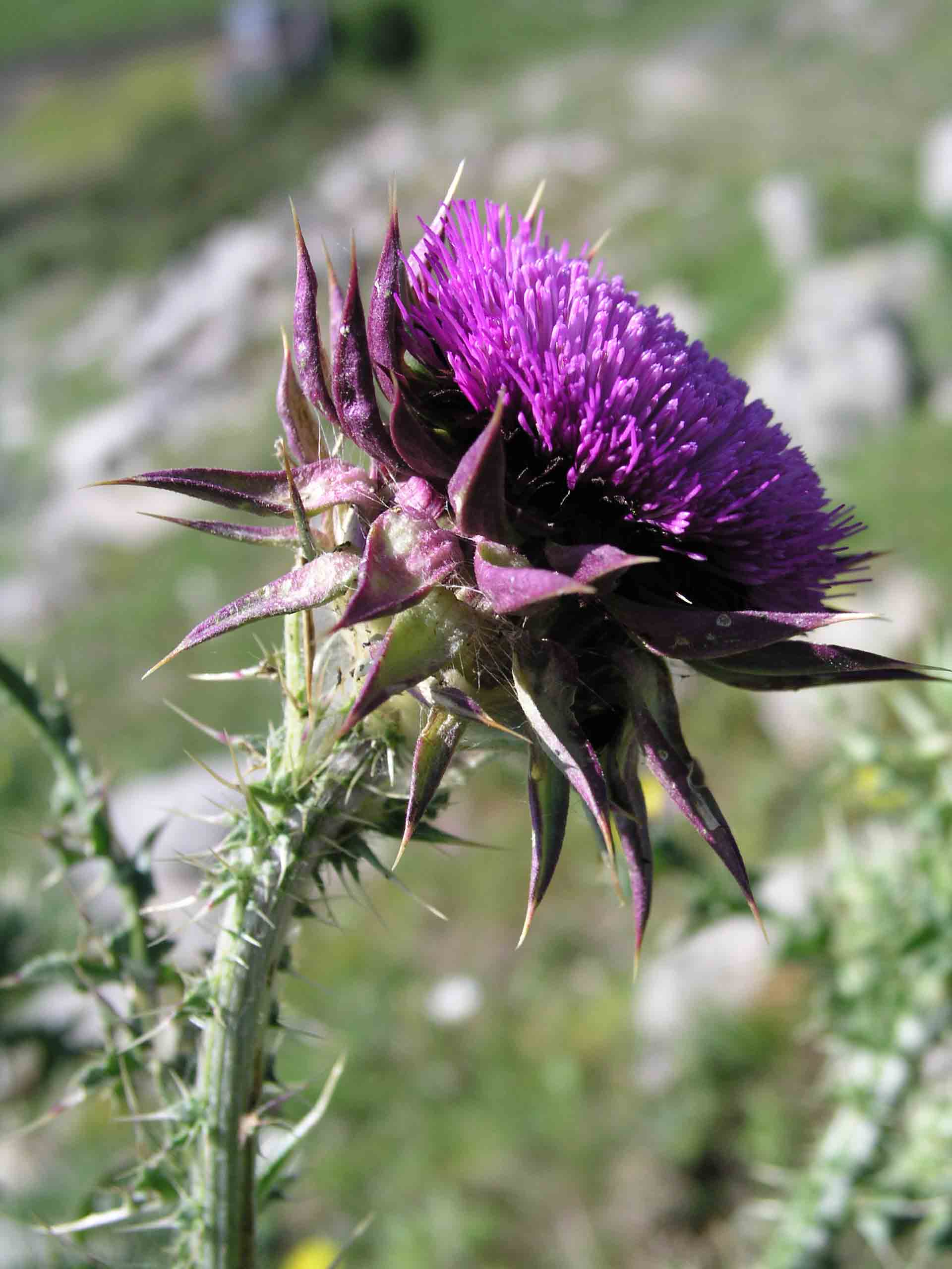 Carduus nutans / Cardo rosso