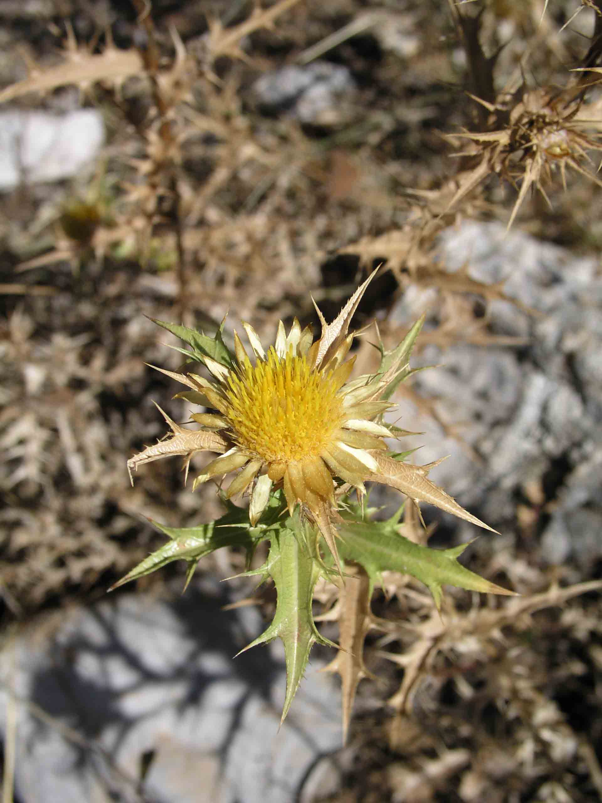 trovata a 1100 m ca. Parco dei Sibillini - Carlina vulgaris