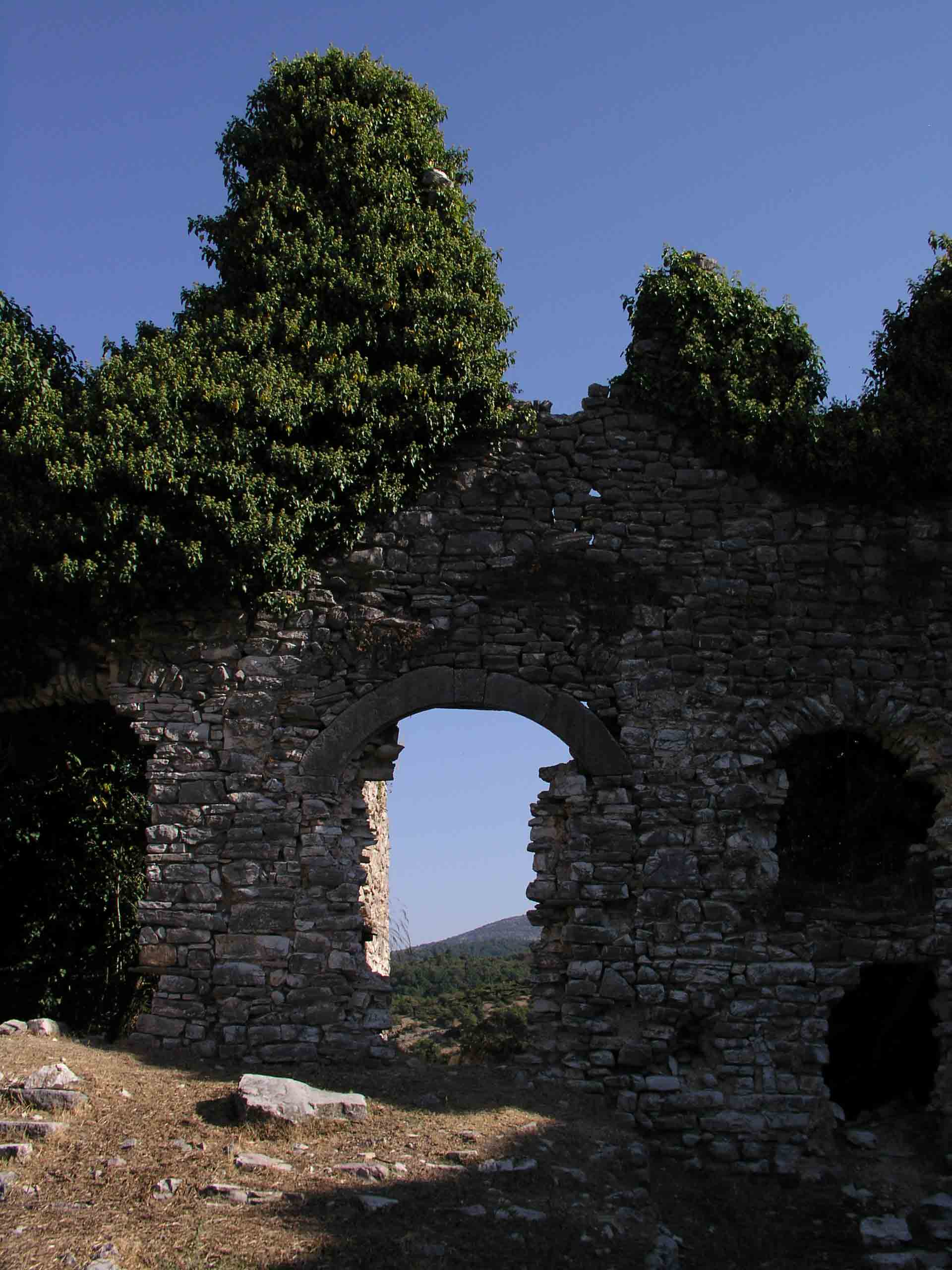 Giallino e tremolino - Lactuca cfr. viminea sl.