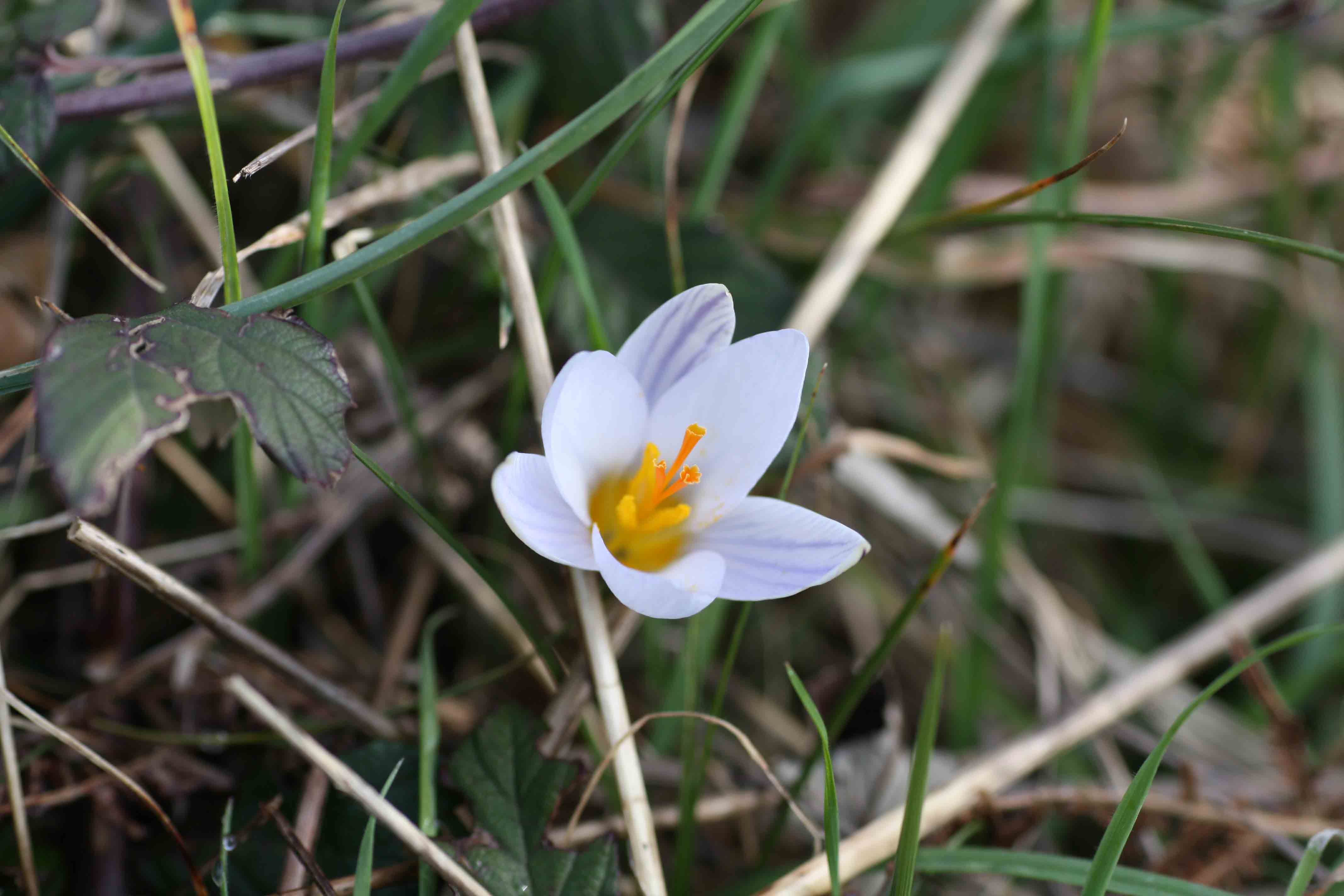 Crocus biflorus / Zafferano selvatico