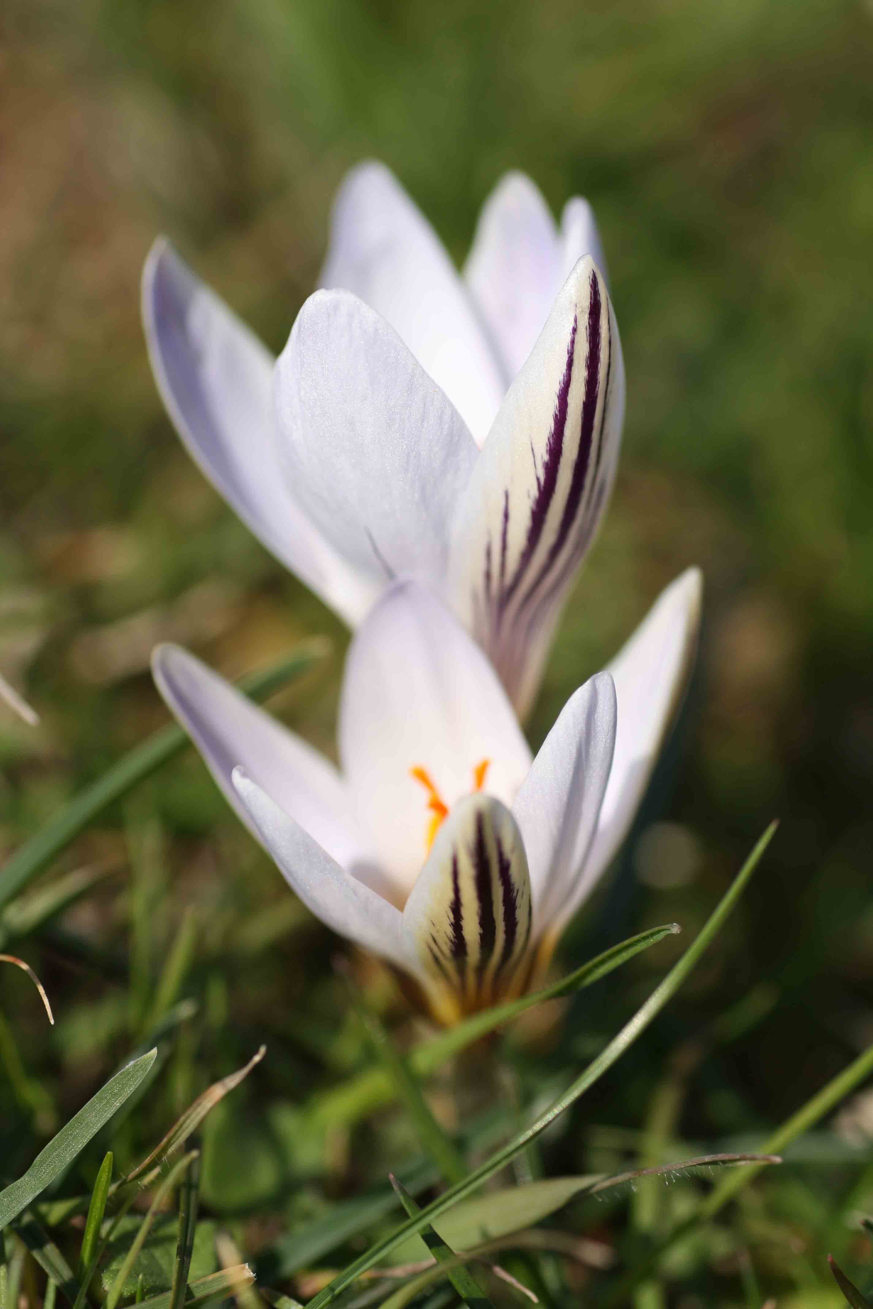 Crocus biflorus / Zafferano selvatico