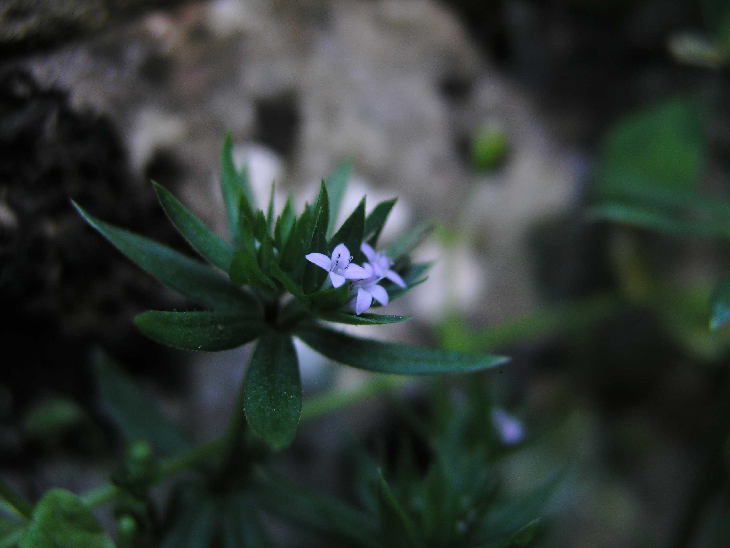 Sherardia arvensis / Toccamano