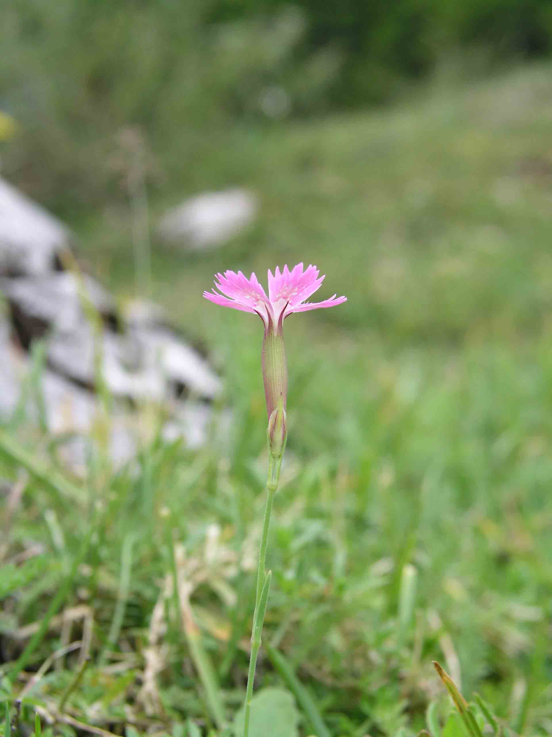 Dianthus deltoides