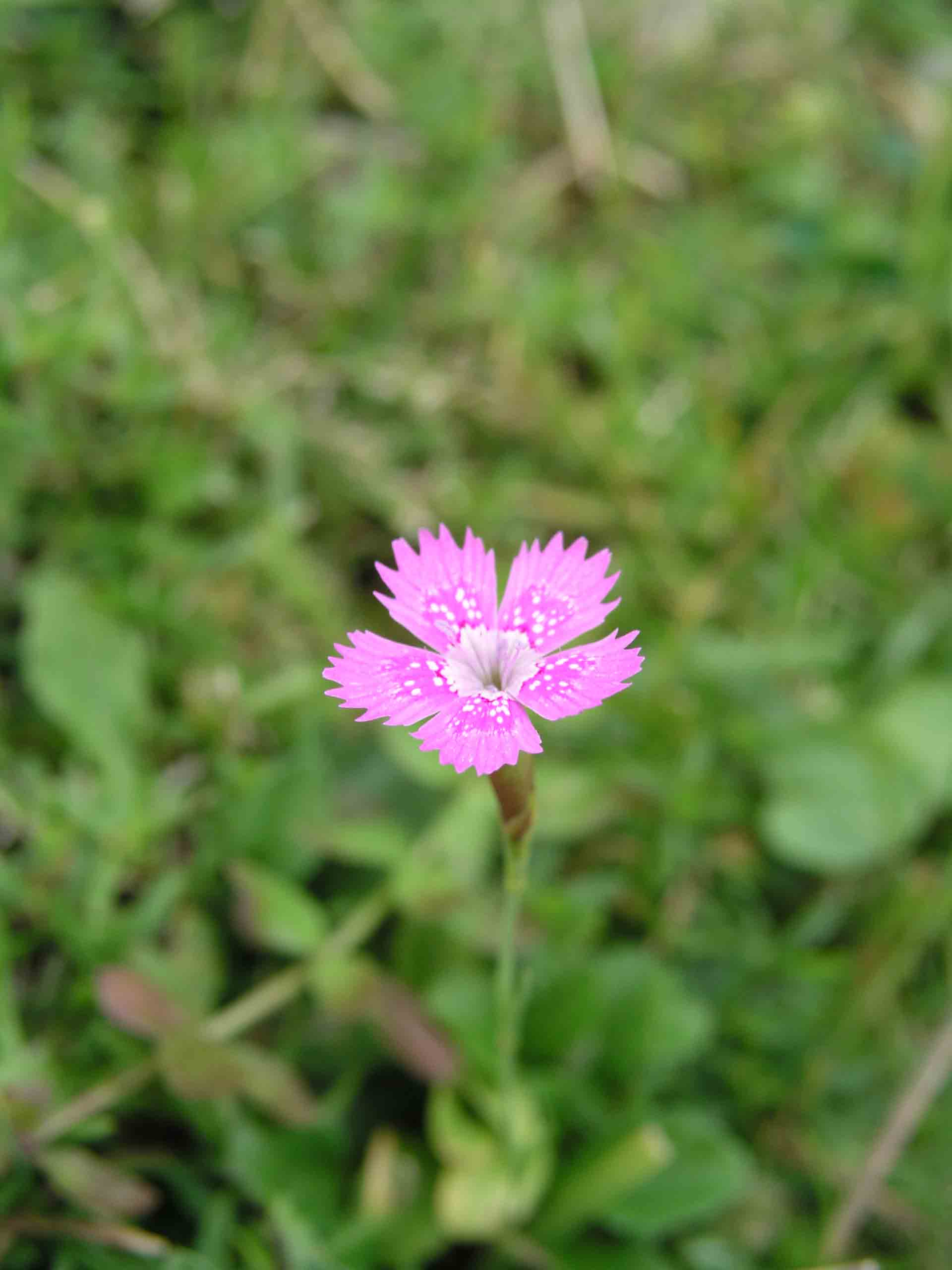 Dianthus deltoides
