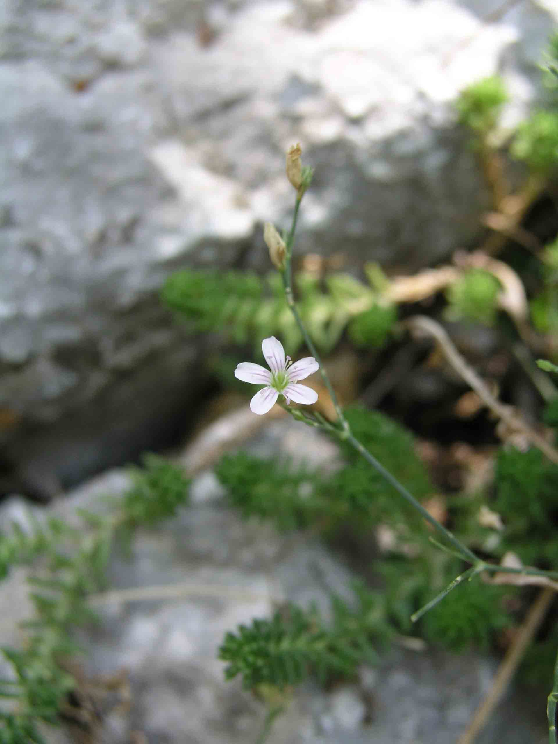 Petrohragia saxifraga sl.