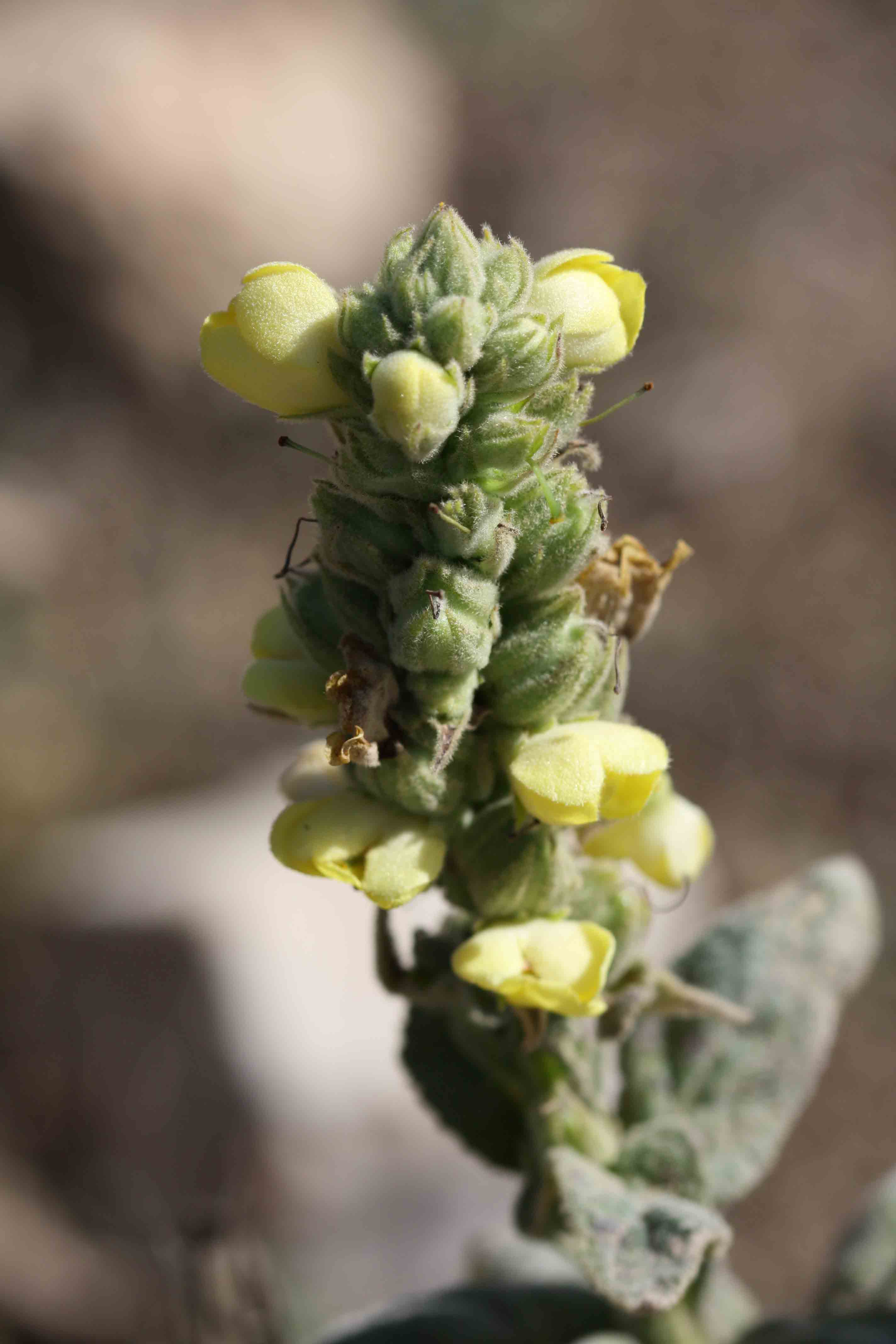 Verbascum cfr. thapsus