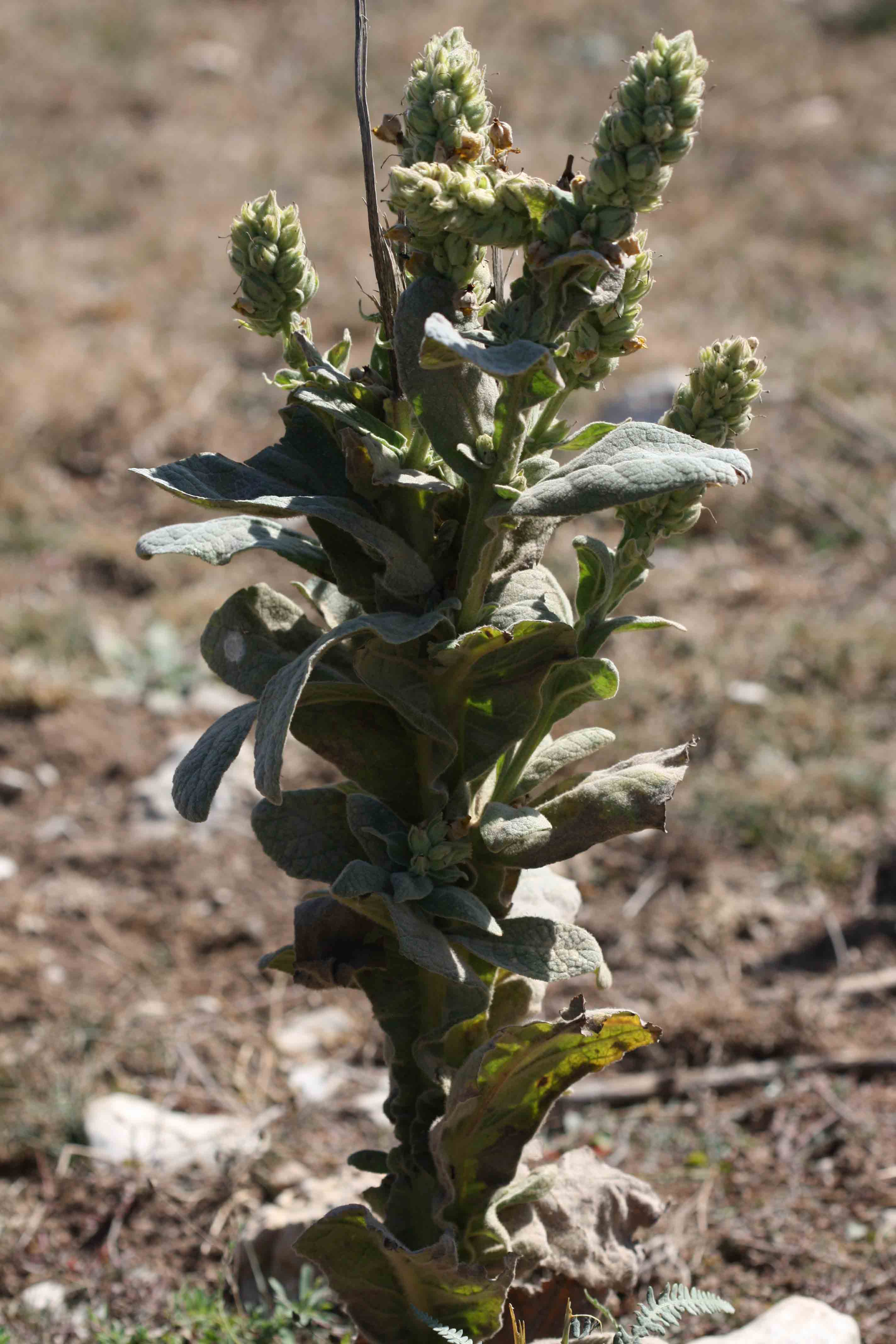 Verbascum cfr. thapsus