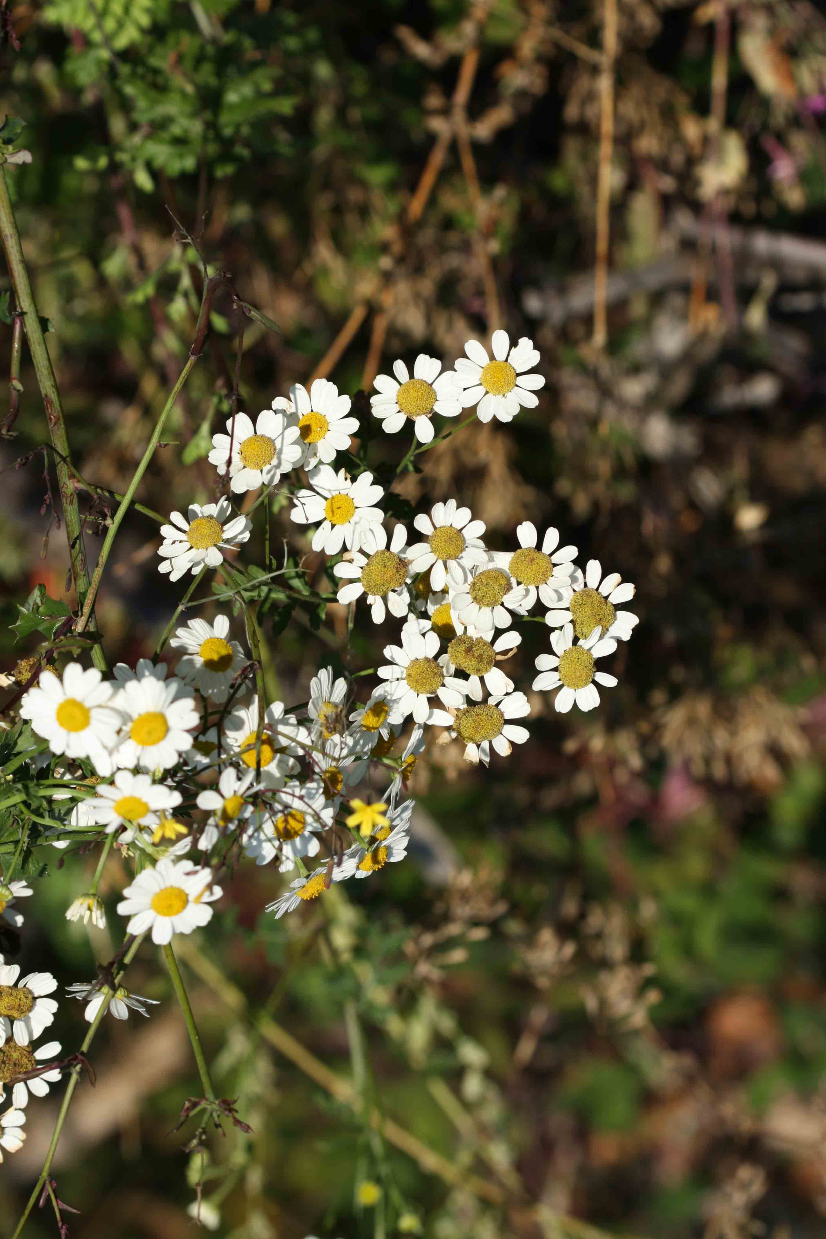Tanacetum parthenium