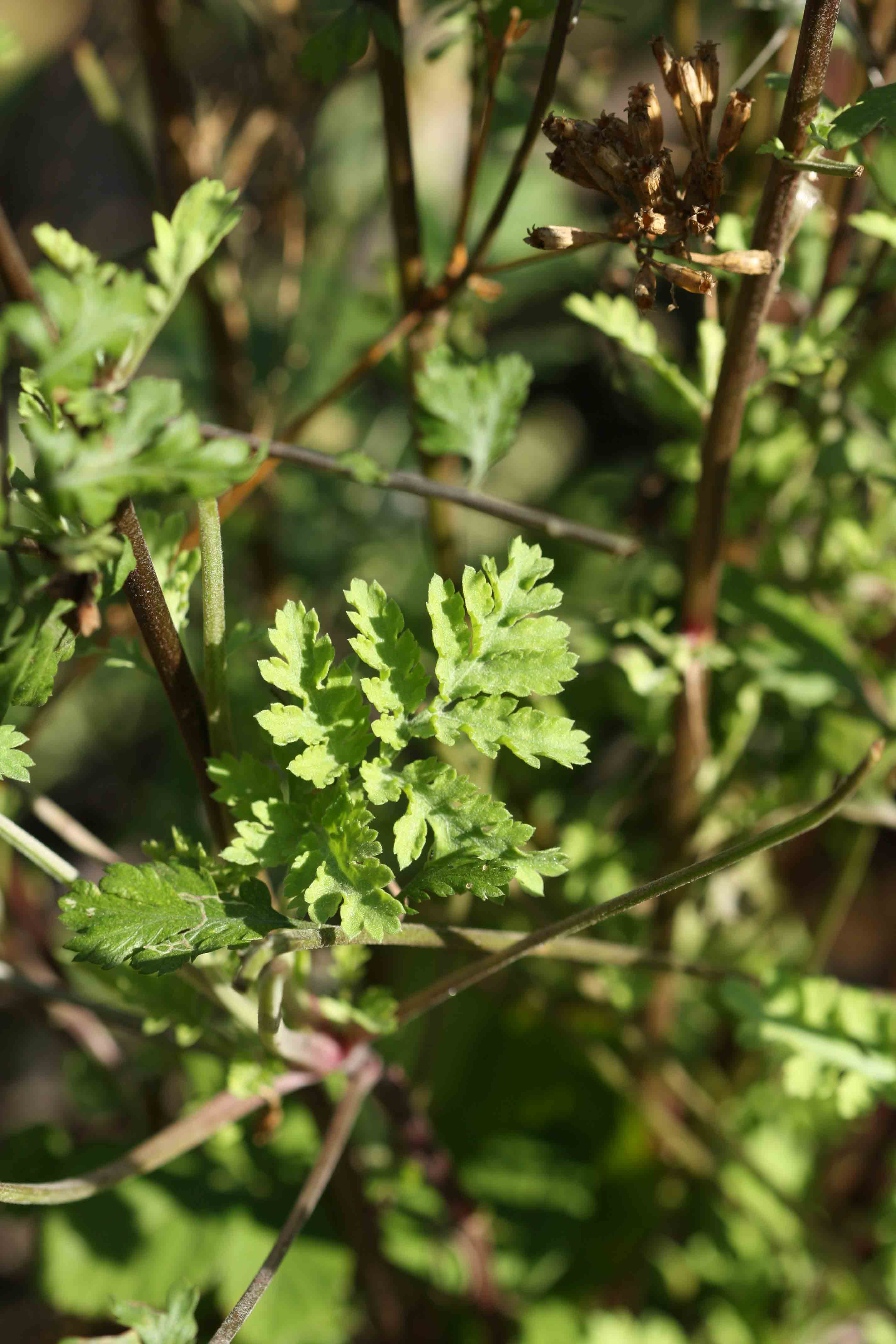 Tanacetum parthenium