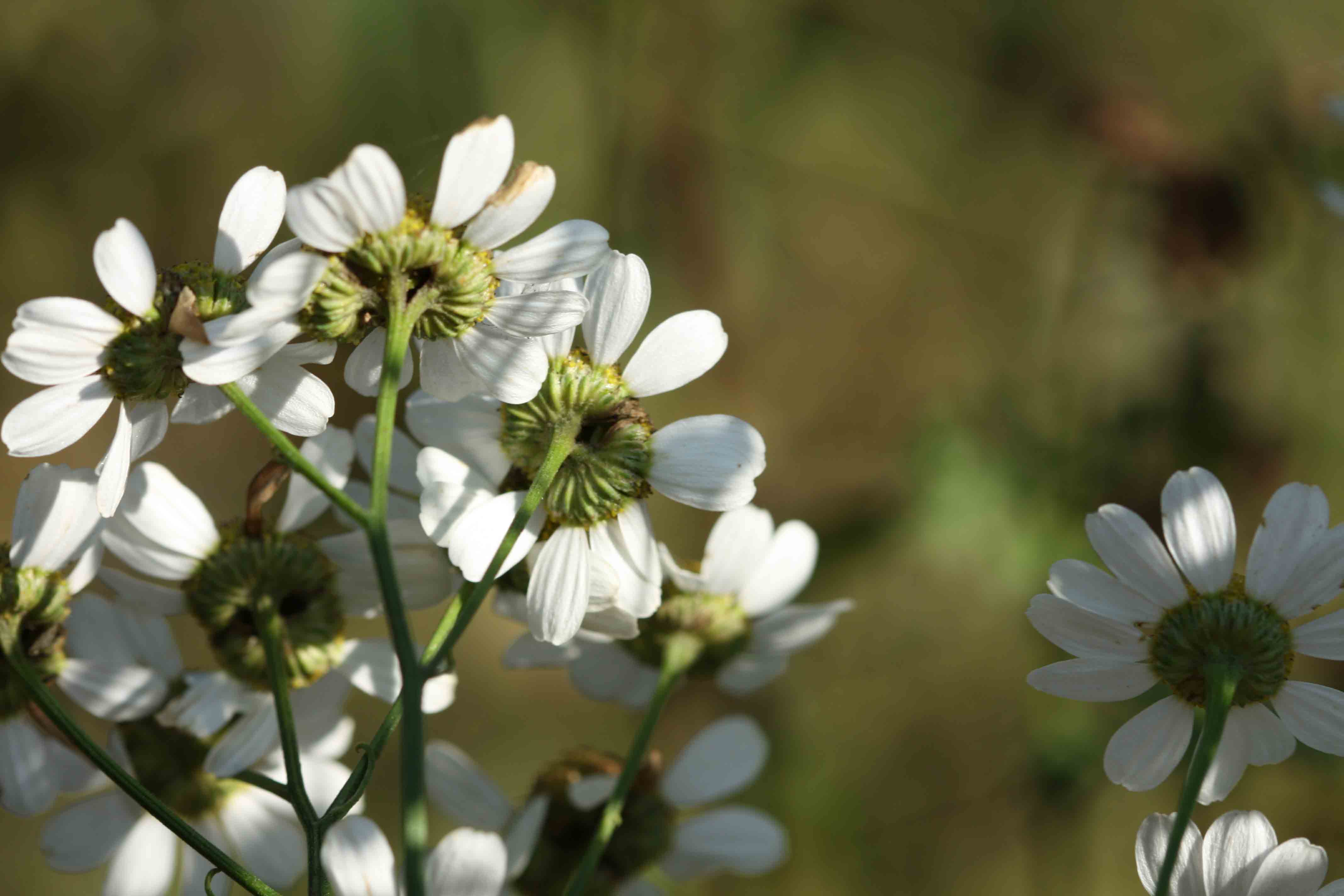 Tanacetum parthenium