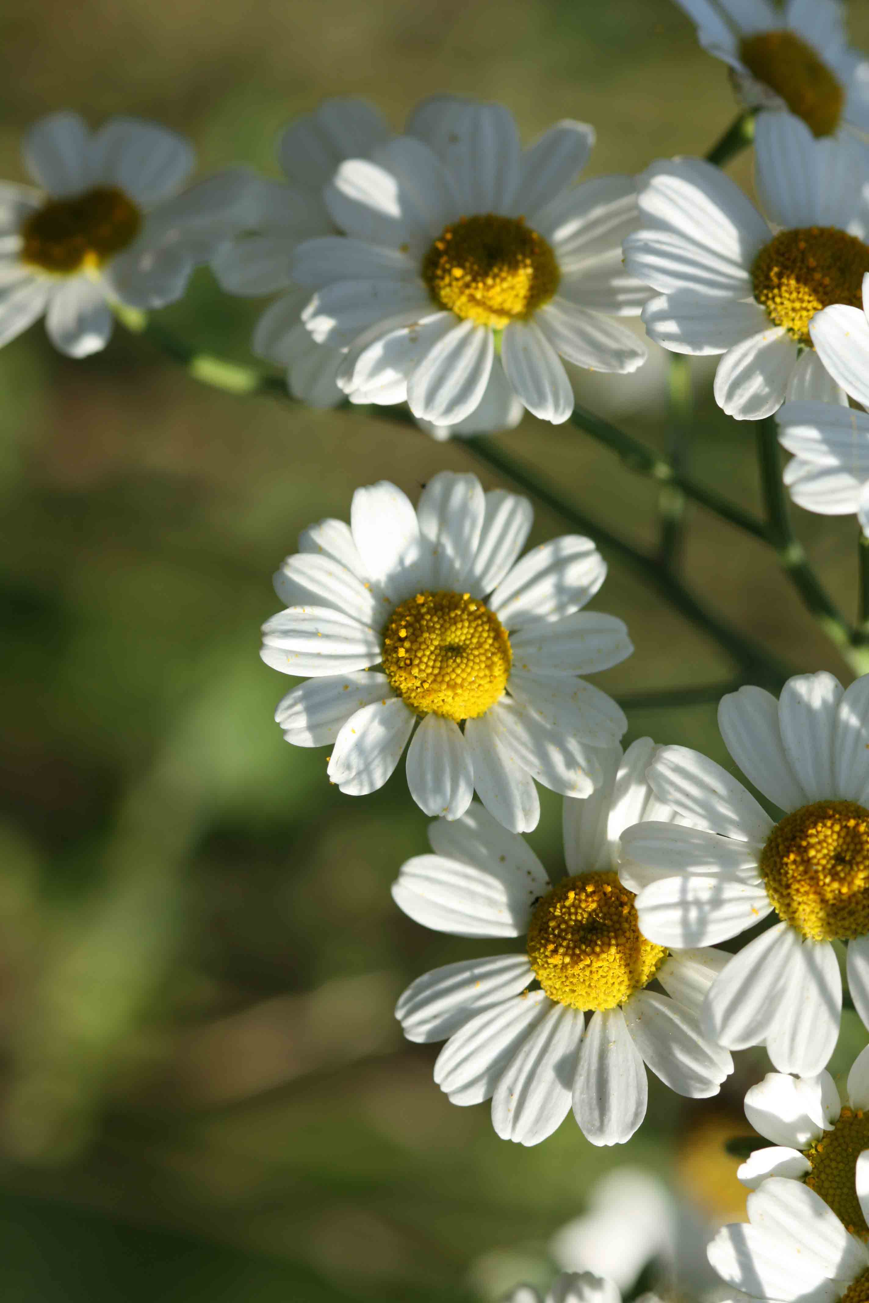 Tanacetum parthenium