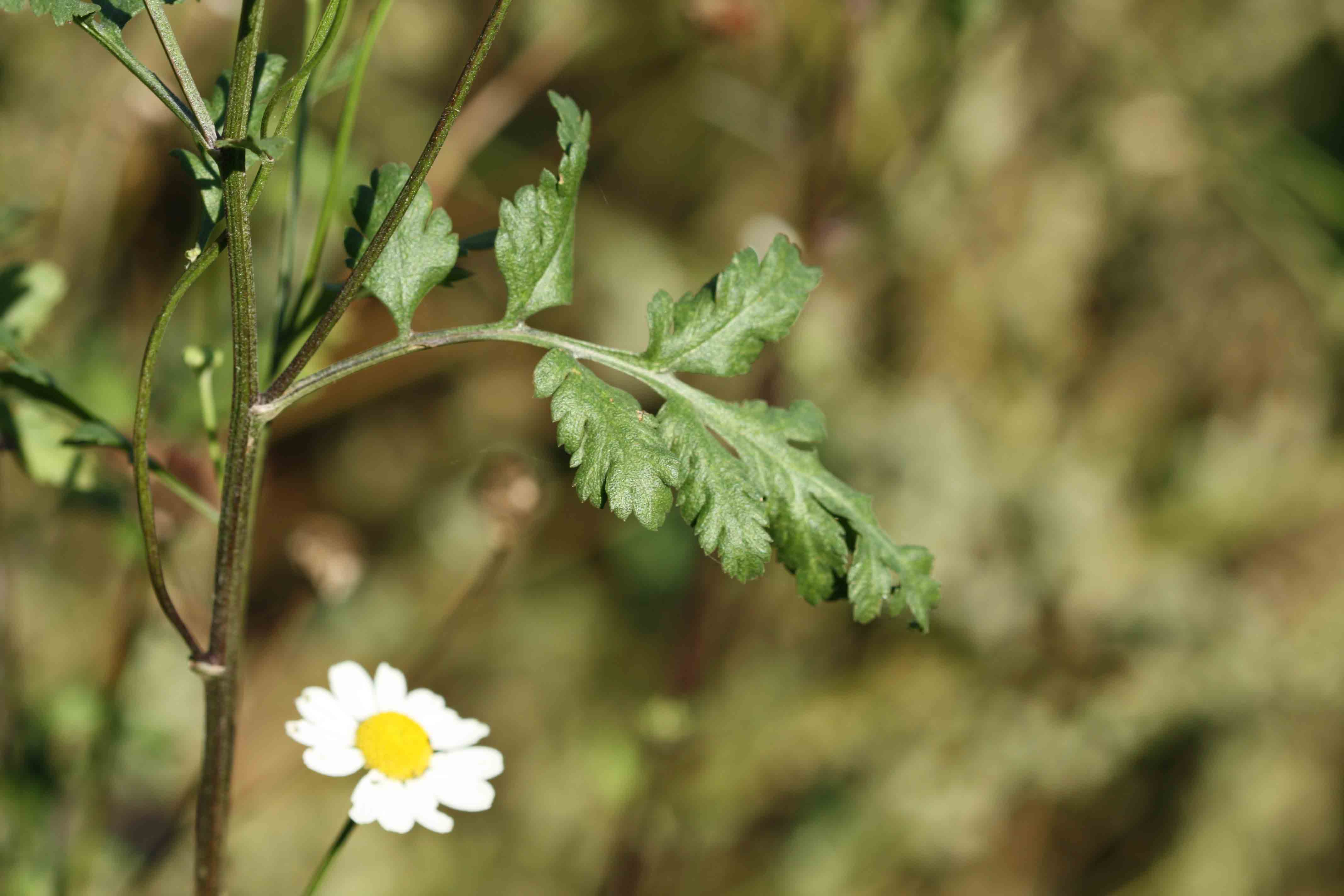 Tanacetum parthenium