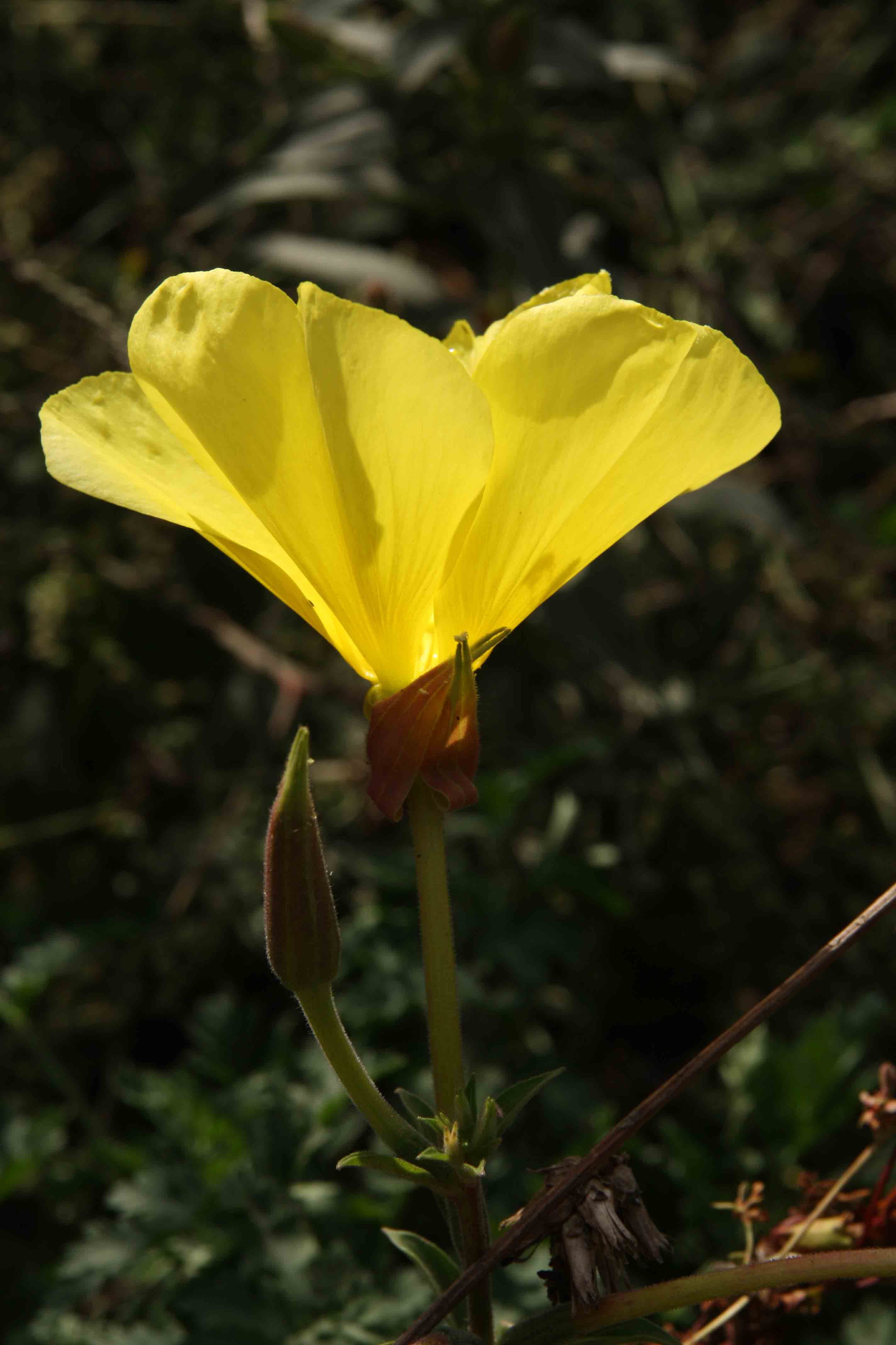 Linum sp??? no, Oenothera sp.