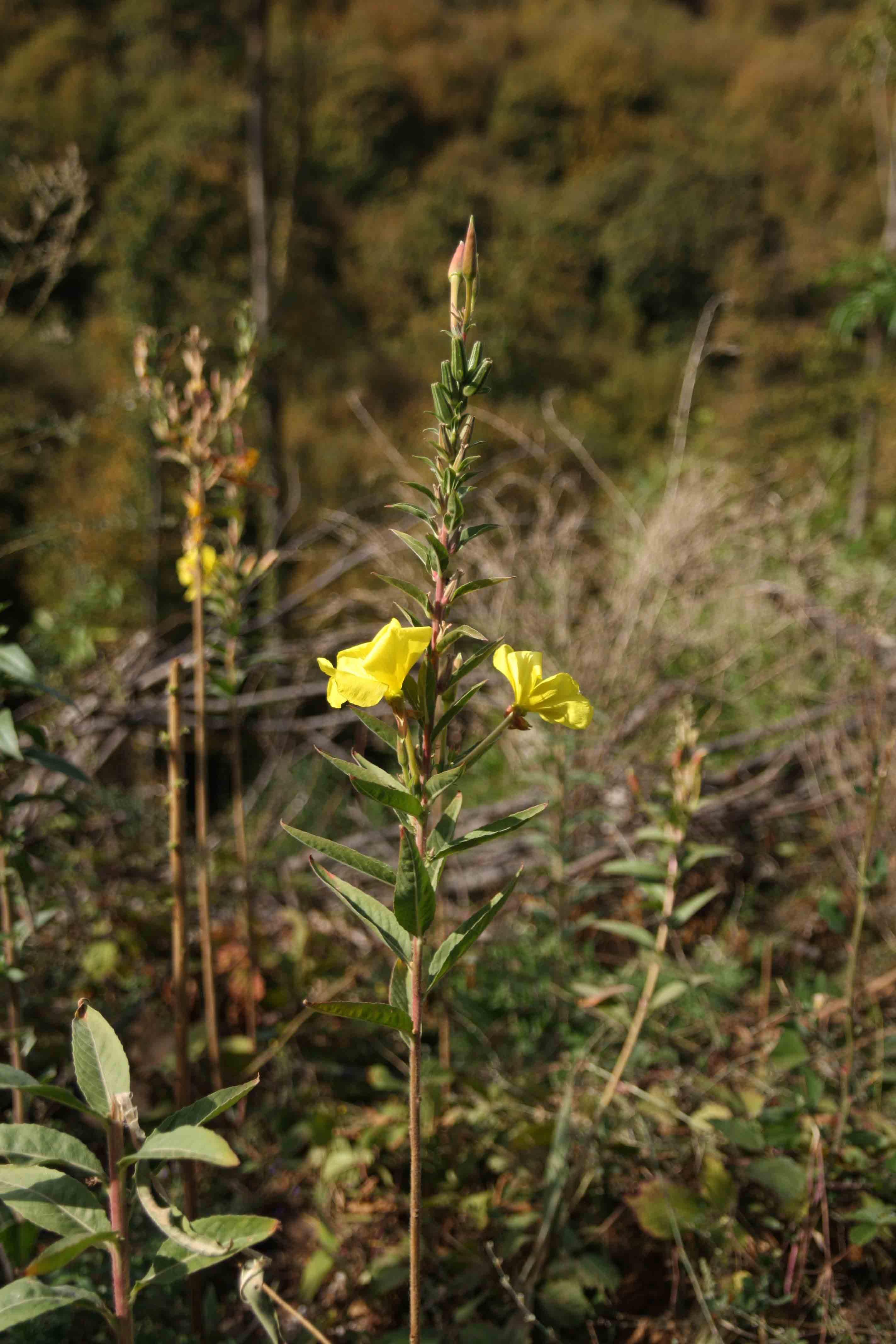 Linum sp??? no, Oenothera sp.