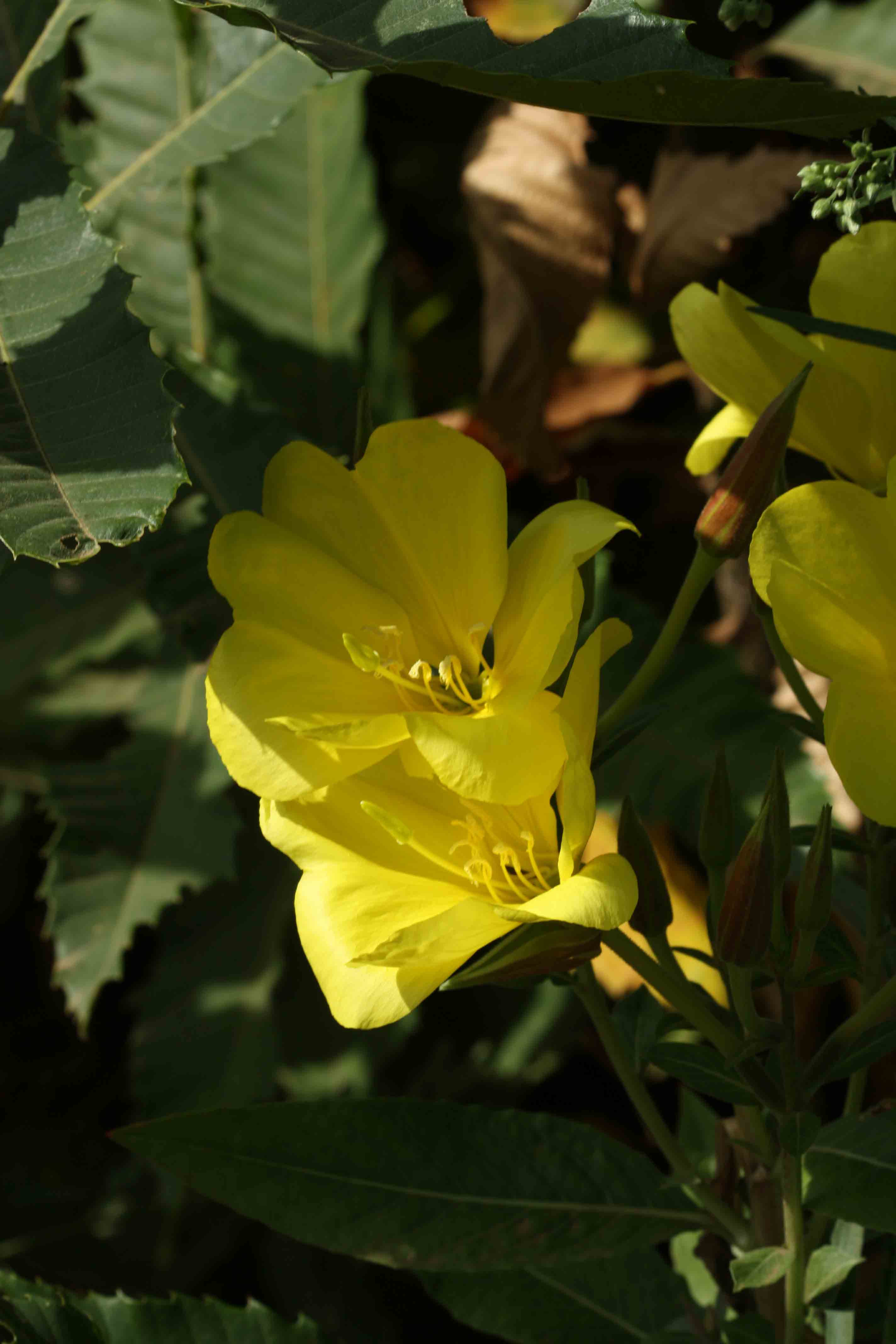 Linum sp??? no, Oenothera sp.