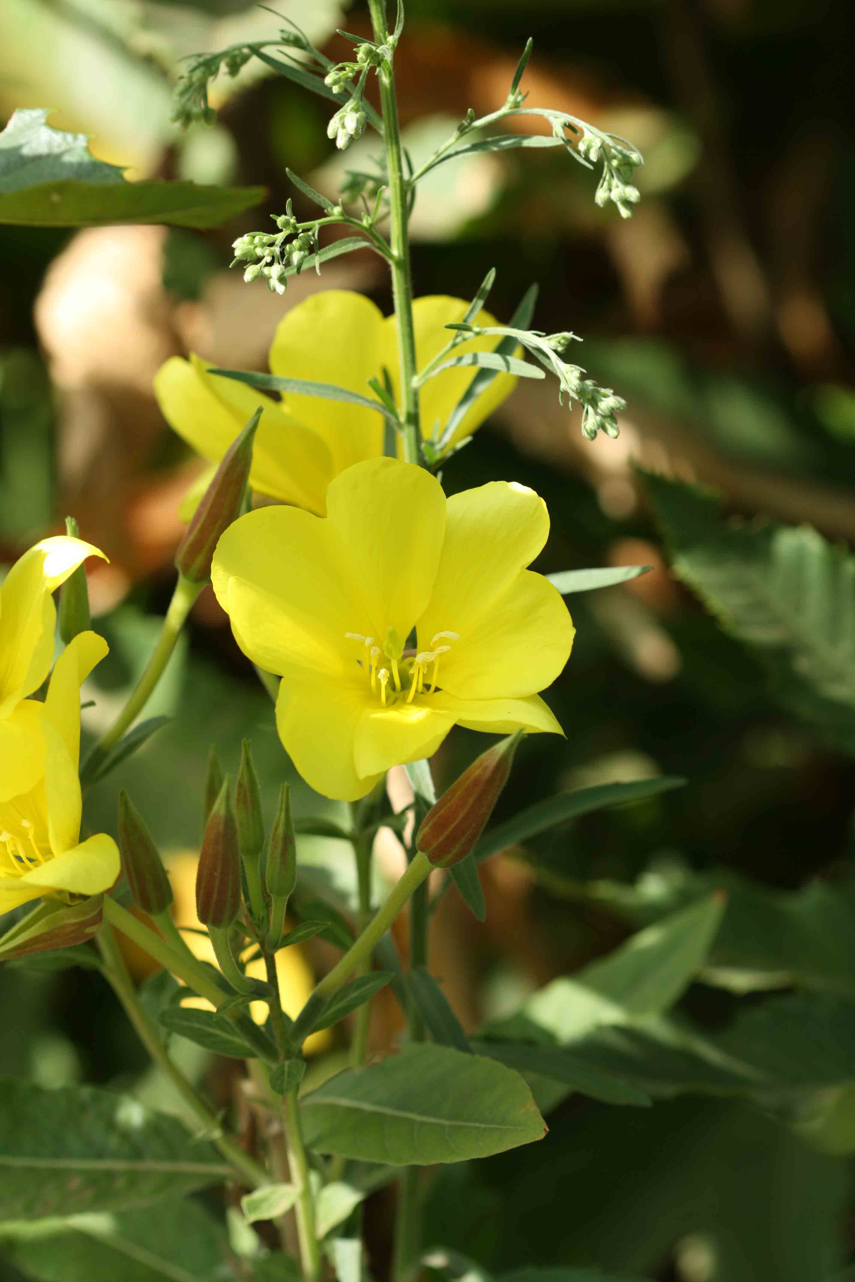 Linum sp??? no, Oenothera sp.