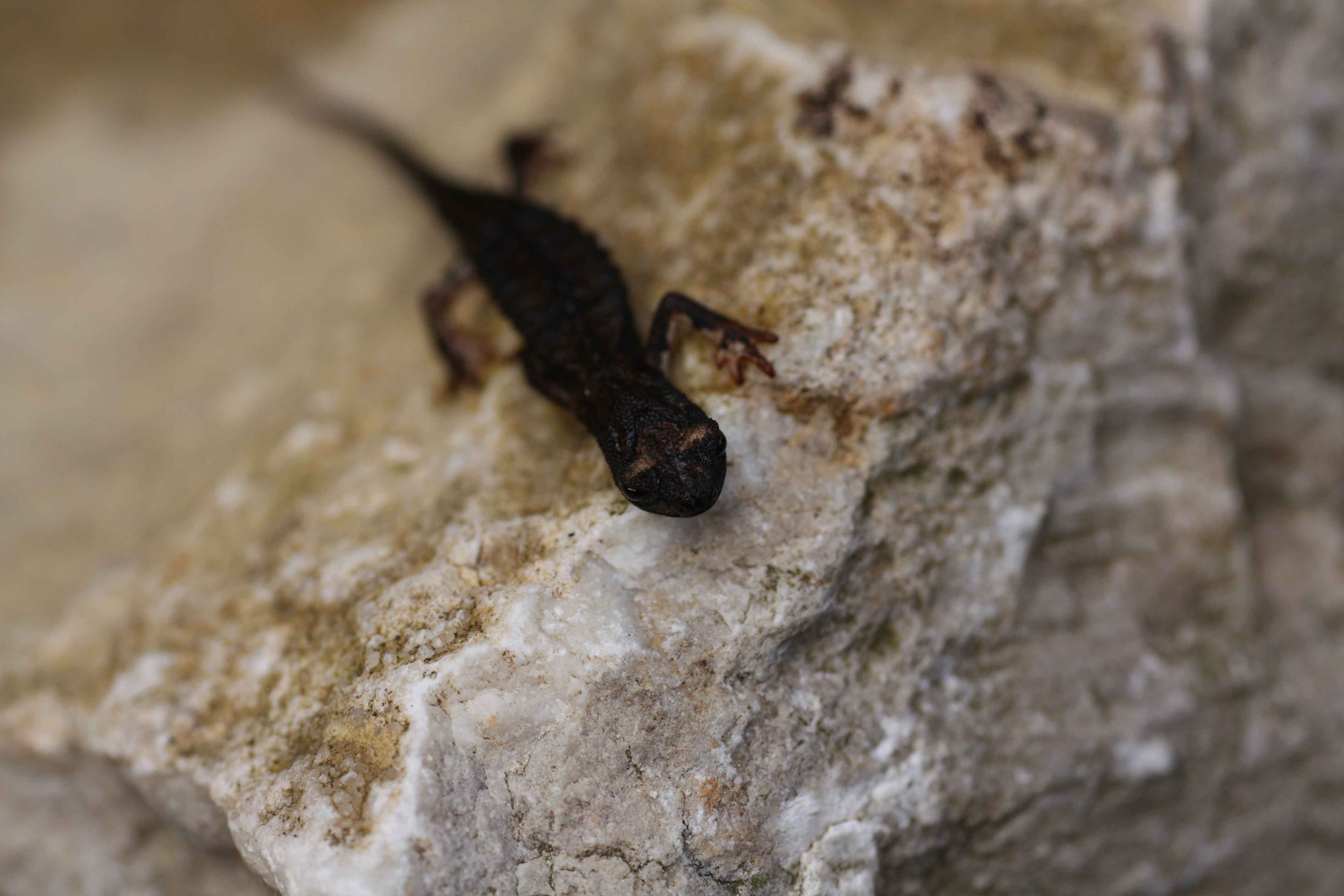 Salamandrina Appennino romano
