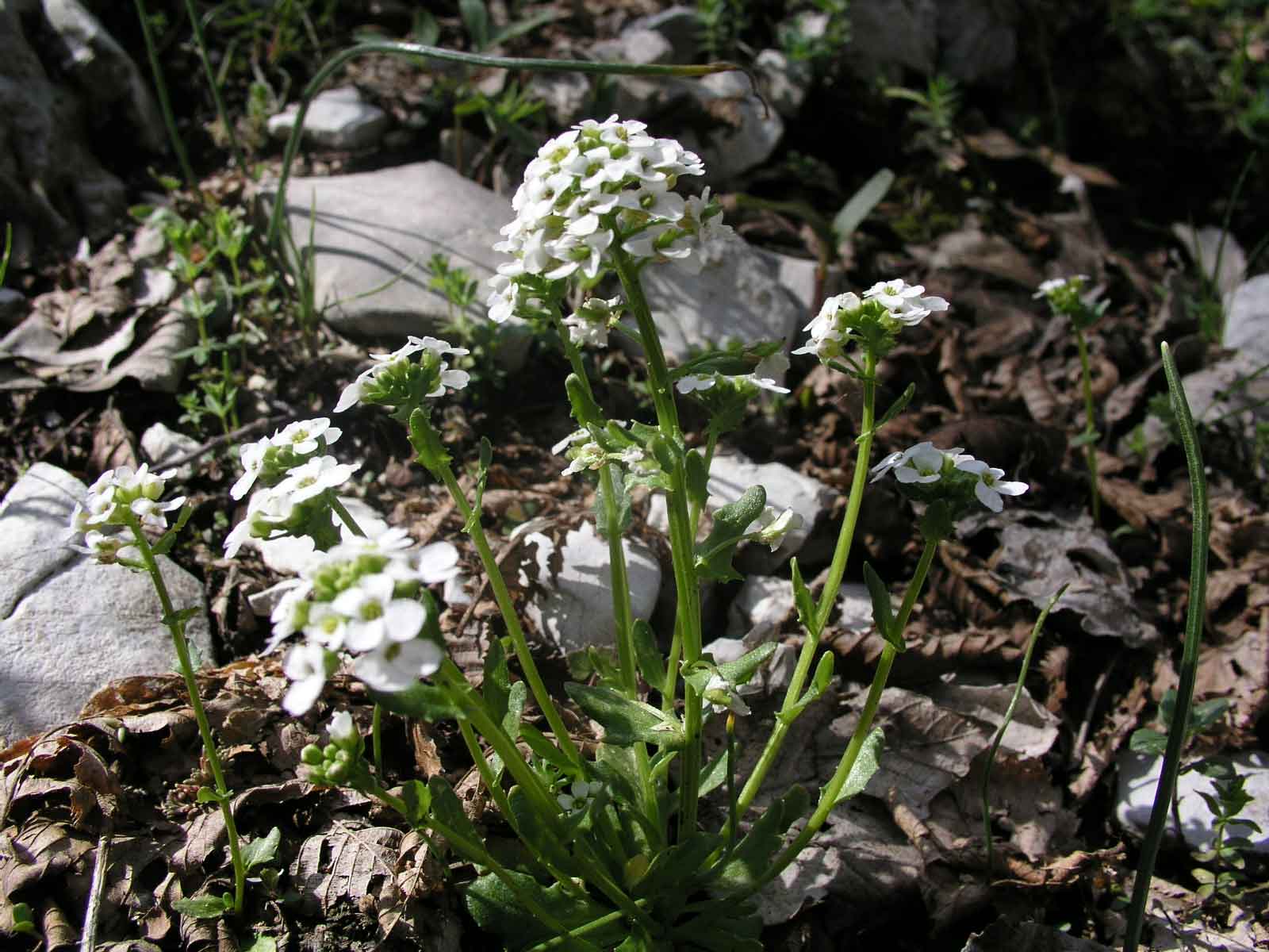 Jonopsidium savianum / Bivonea di Savi